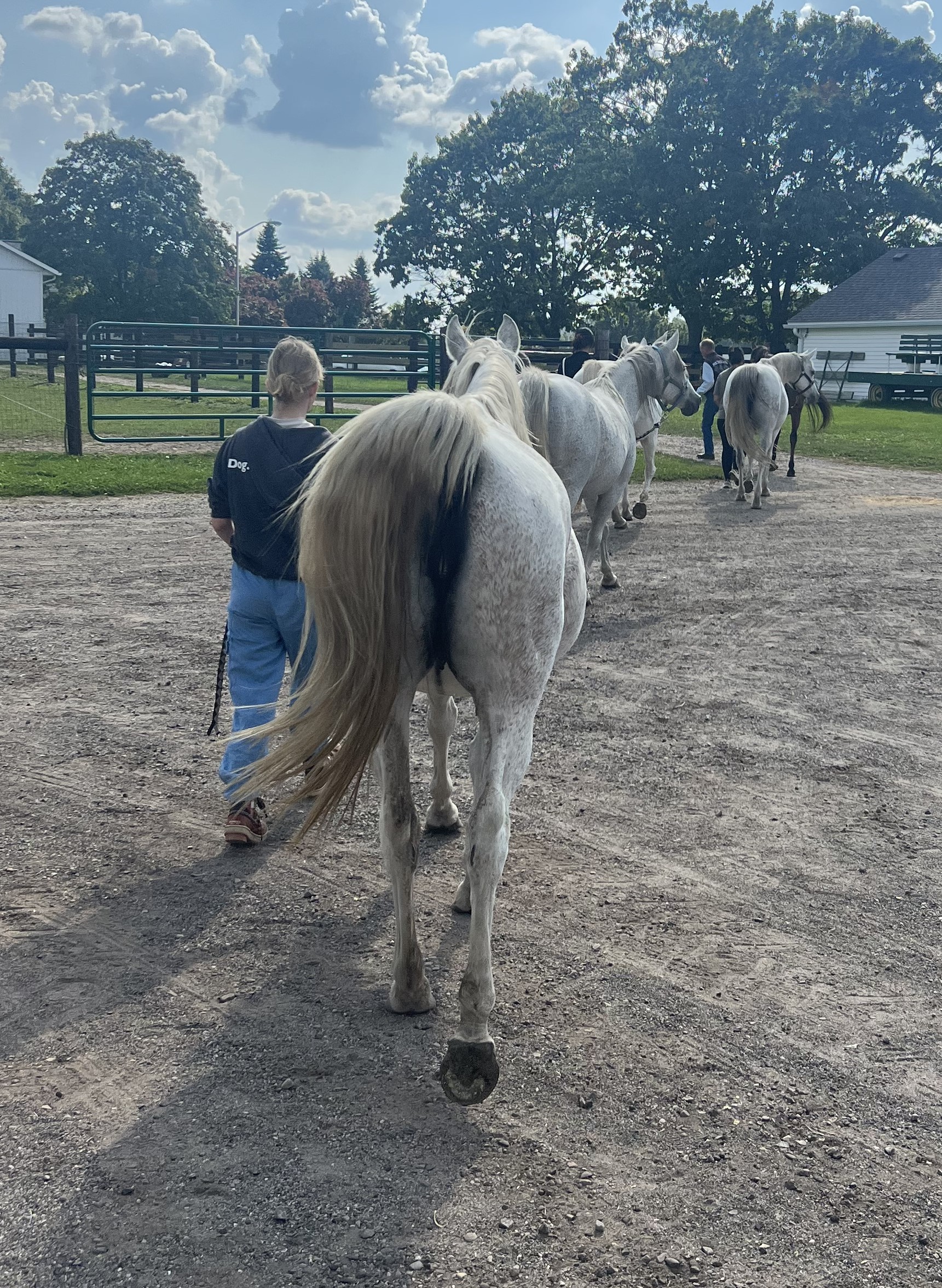 Student walking with horse.jpg